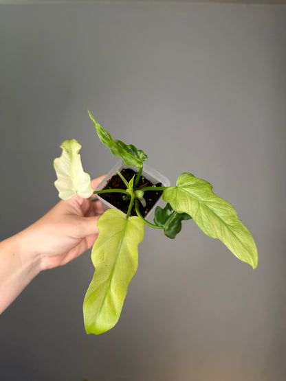 Philodendron Bob Cee variegated