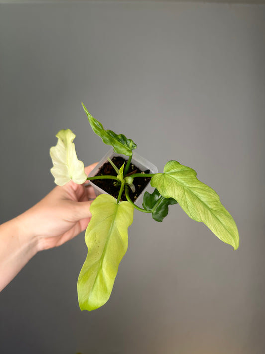 Philodendron Bob Cee variegated