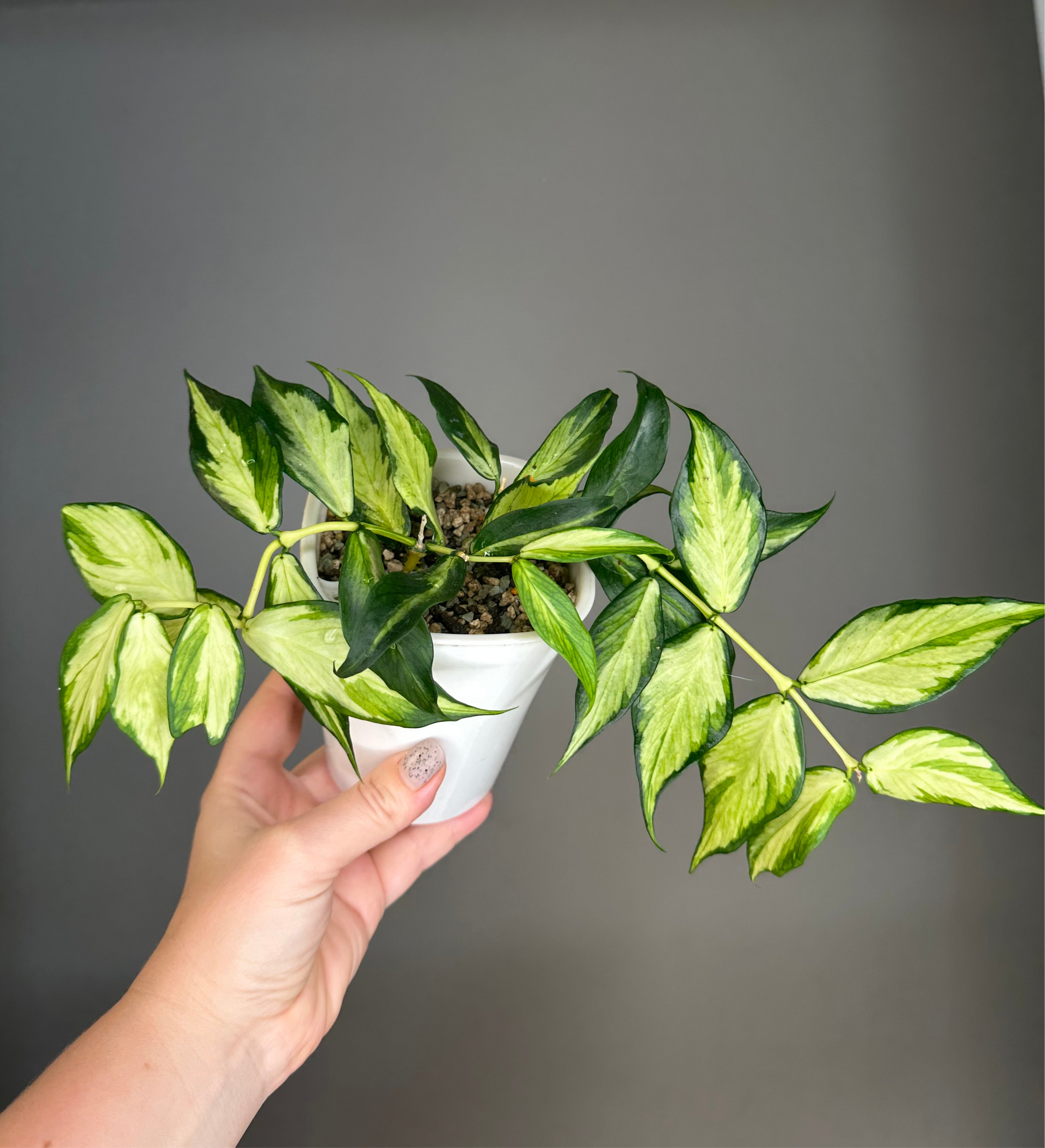 Hoya Polyneura inner variegated / first photo - mother plant
