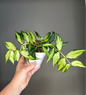 Hoya Polyneura yellow variegated / first photo - mother plant
