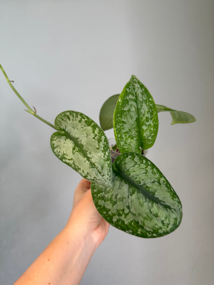 Scindapsus silver splash