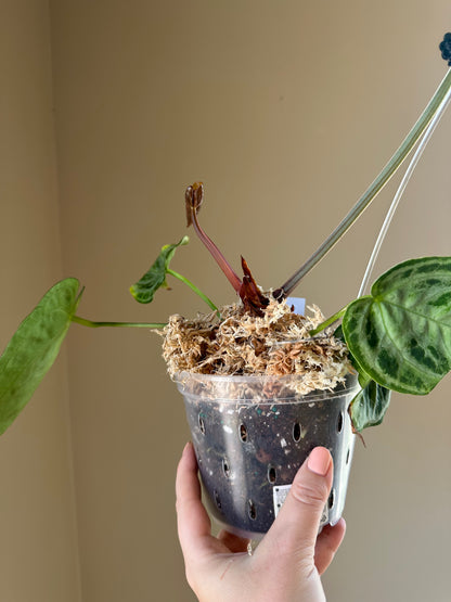 Anthurium silver blush/ homegrown in Toronto 🇨🇦