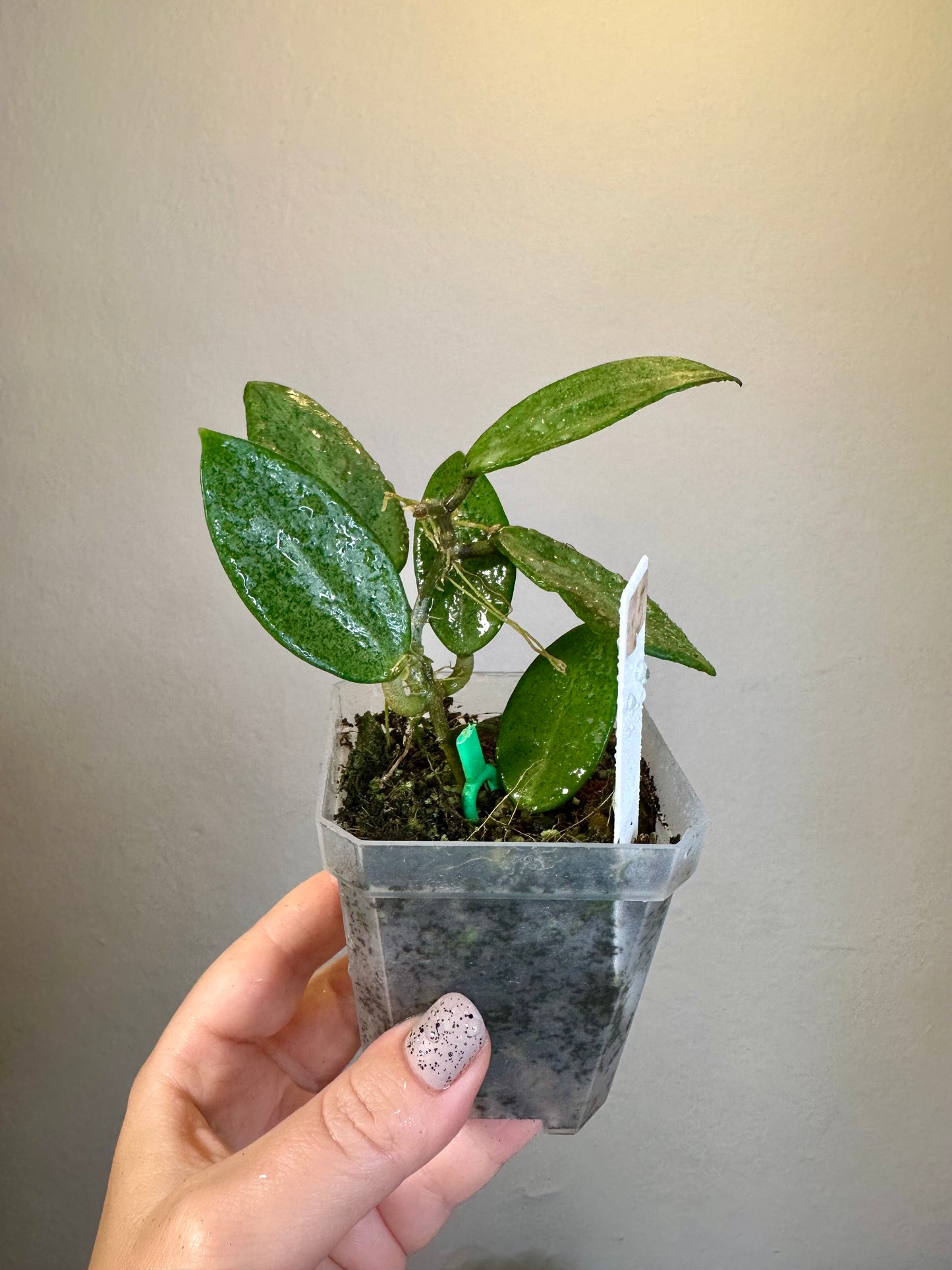 Hoya Silver lady