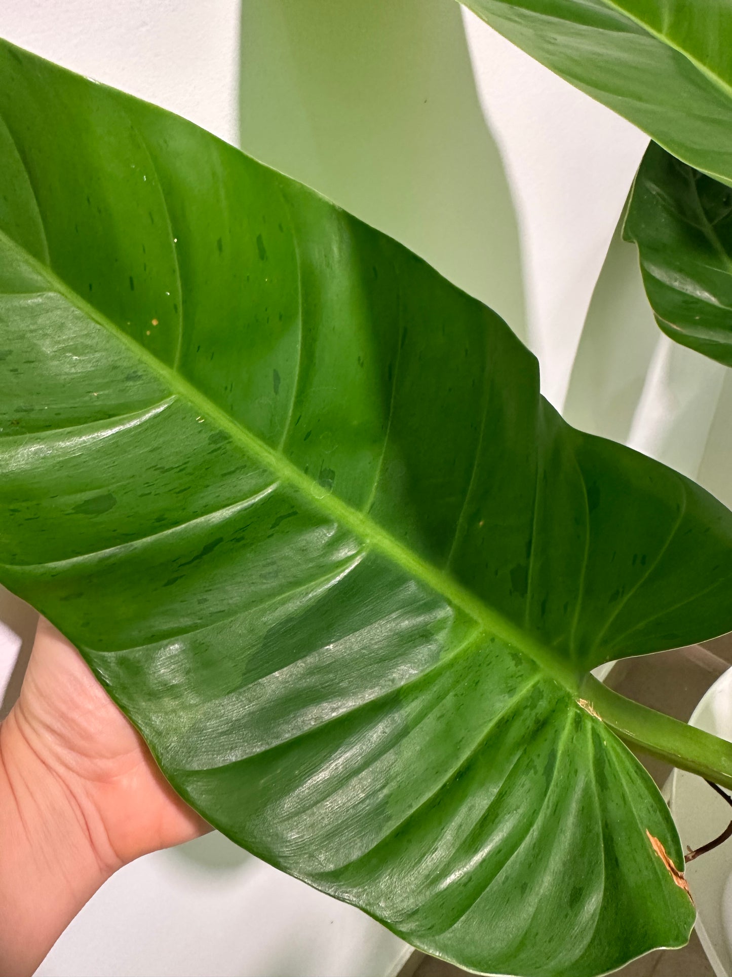 Philodendron melinonii XL / only pick up & delivery & shipping to Ontario