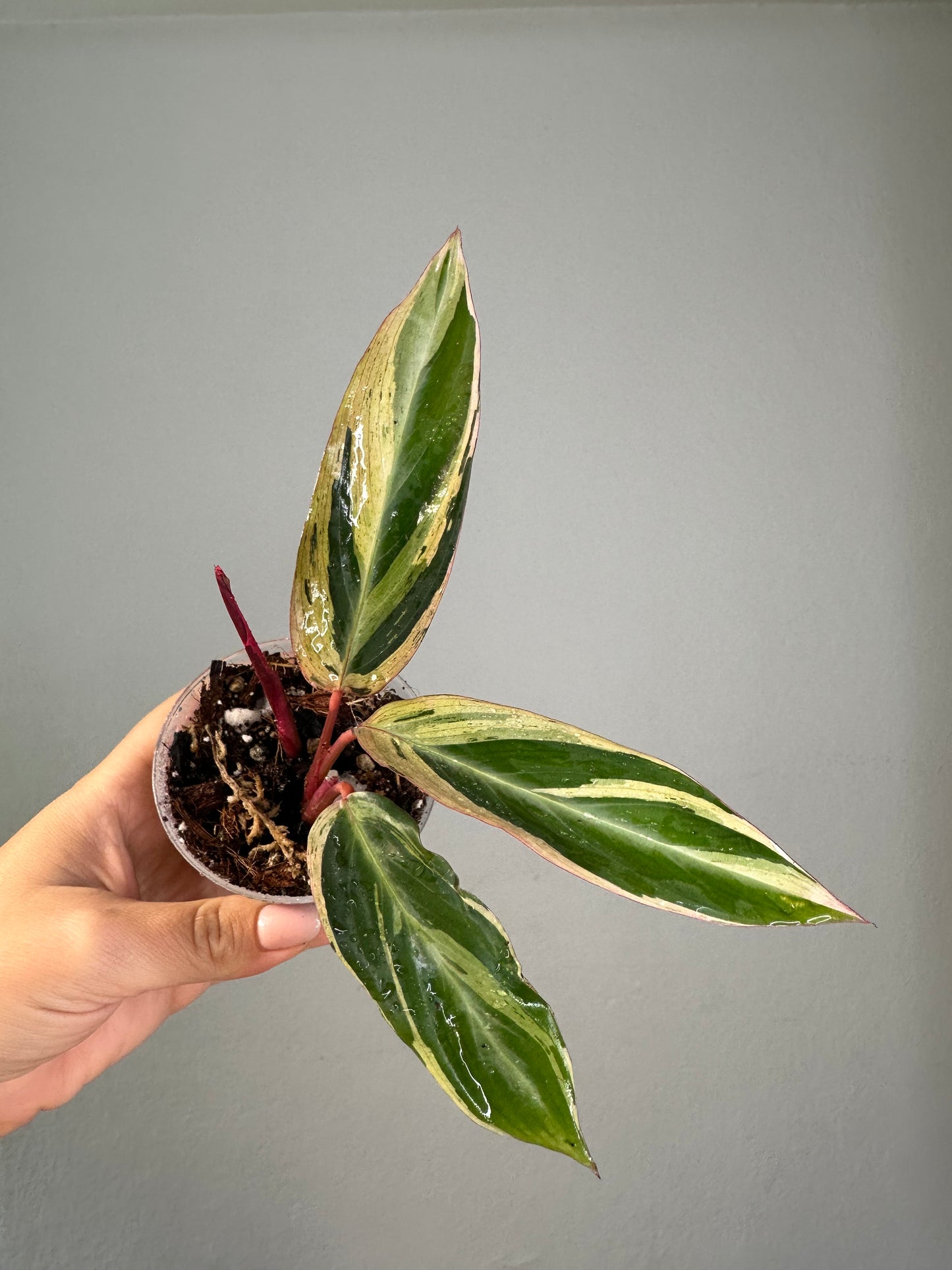 Stromanthe horticolor / rare stromanthe