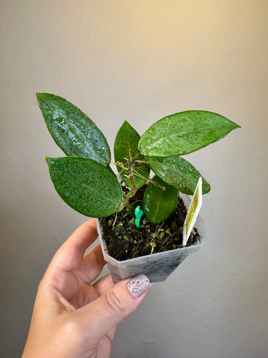 Hoya Silver lady