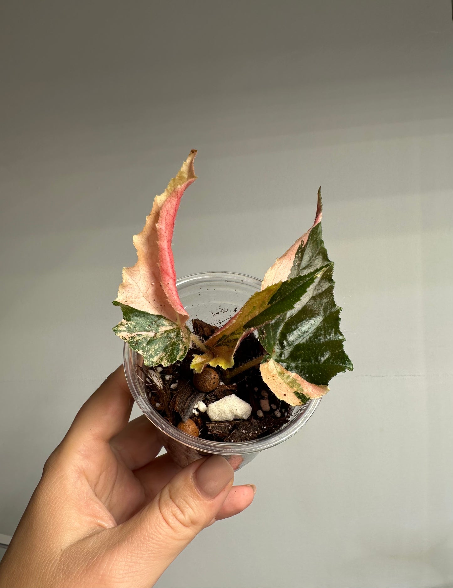 Begonia Ginny Galaxy variegated / top variegation