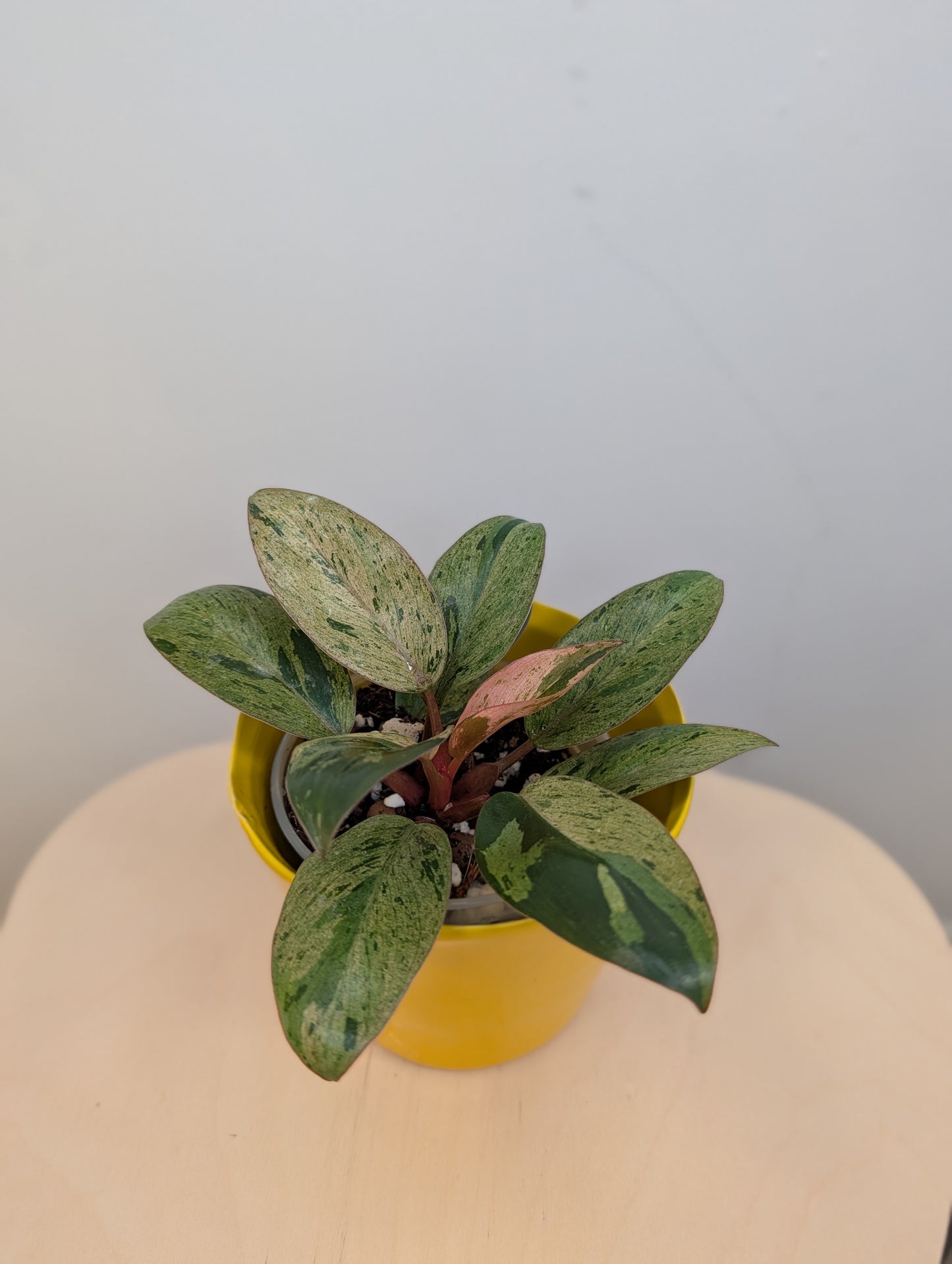 Philodendron green Congo mint variegated dwarf