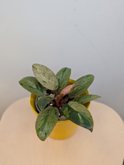 Philodendron green Congo mint variegated dwarf