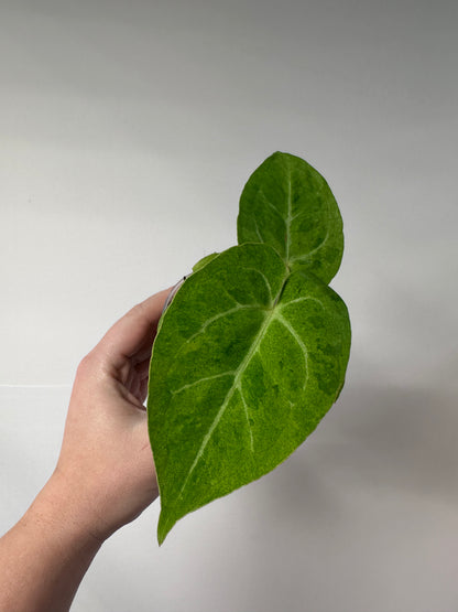 Anthurium crystallinum mint variegated/ sparkling minty leaves / first photo - mother plant