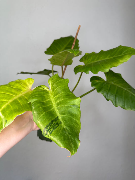 Philodendron snowdrift / easy to care for and beautiful