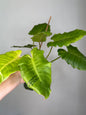 Philodendron snowdrift / easy to care for and beautiful