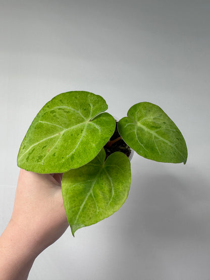 Anthurium crystallinum mint variegated/ sparkling minty leaves / first photo - mother plant