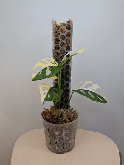 Monstera adansonii albo