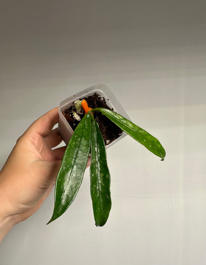 Hoya griffithii splash