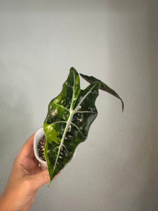 Alocasia  sanderiana bull aurea variegated 🦄