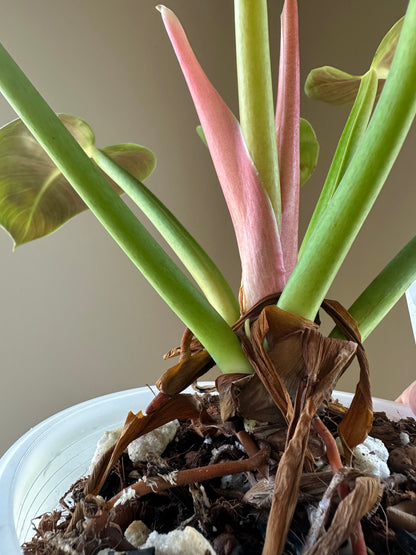 Philodendron green congo