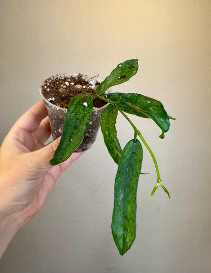 Hoya pandurata splash