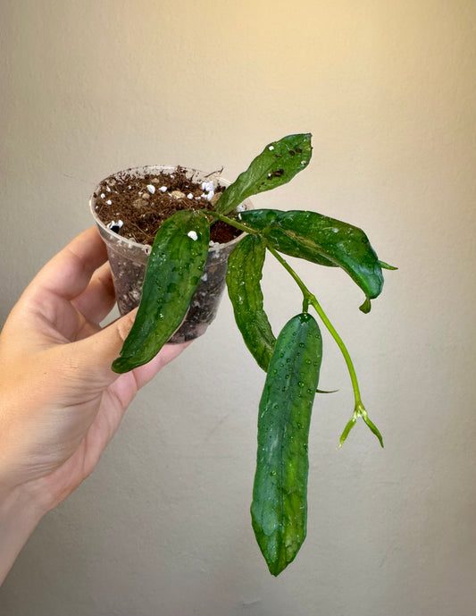 Hoya pandurata splash