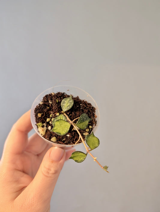 Hoya Curtisii variegated