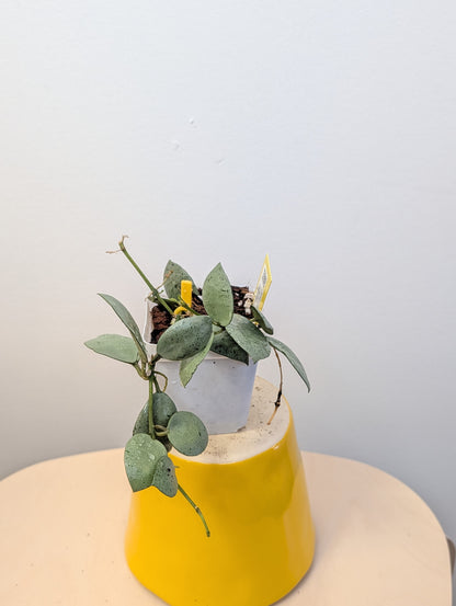 Hoya lacunosa silver mint coin / two cuttings in a pot