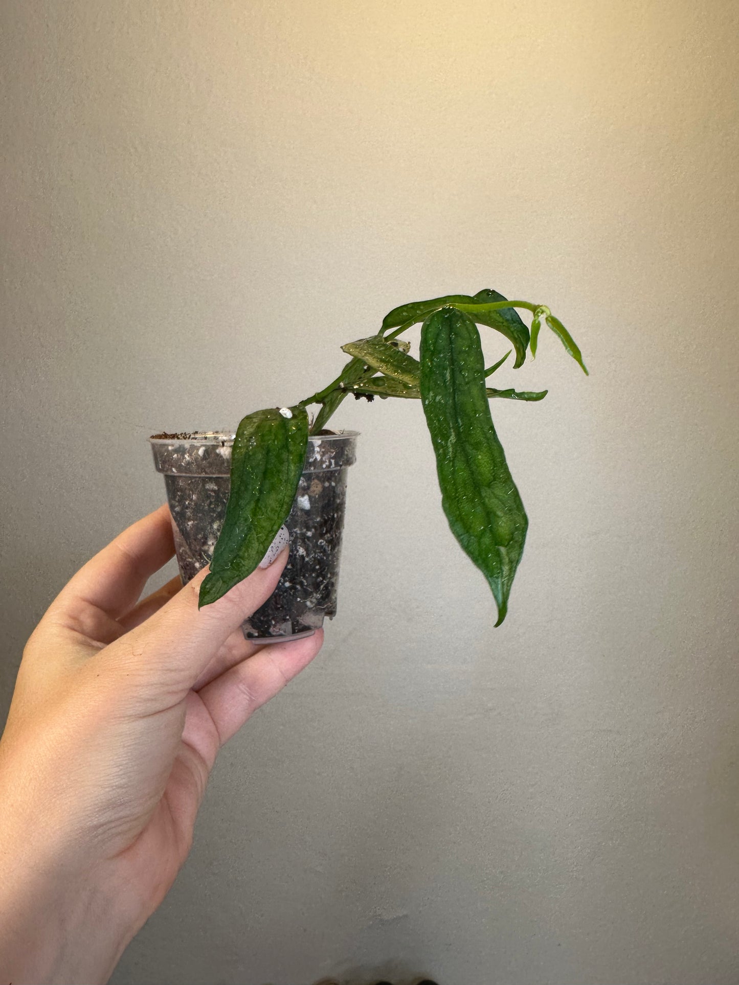 Hoya pandurata splash