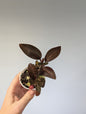 Jewel Orchid Ludisia Discolor Spiderman / two growing points