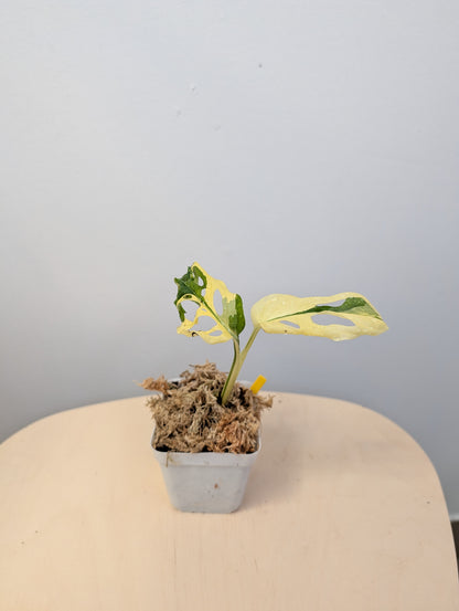 Monstera adansonii albo