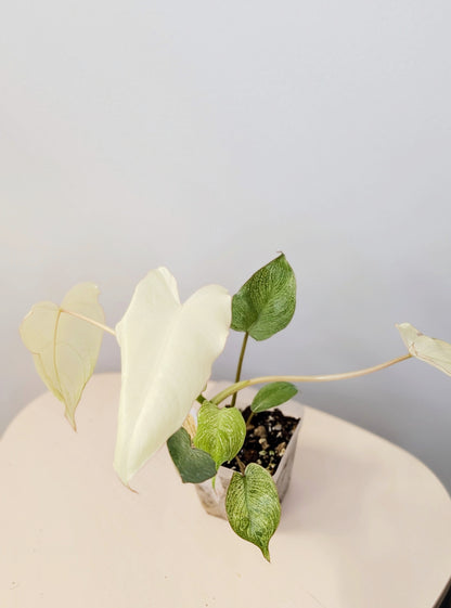 Philodendron Paraiso verde mint variegated 🦄