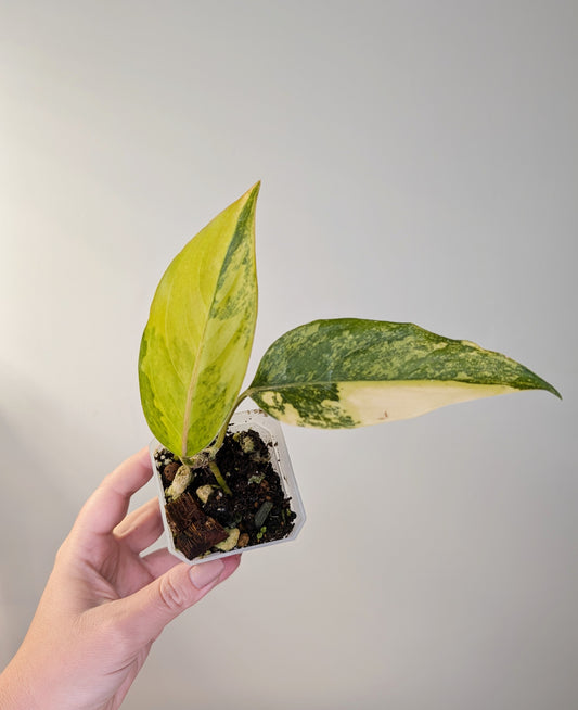 Aglaonema Yellow variegated