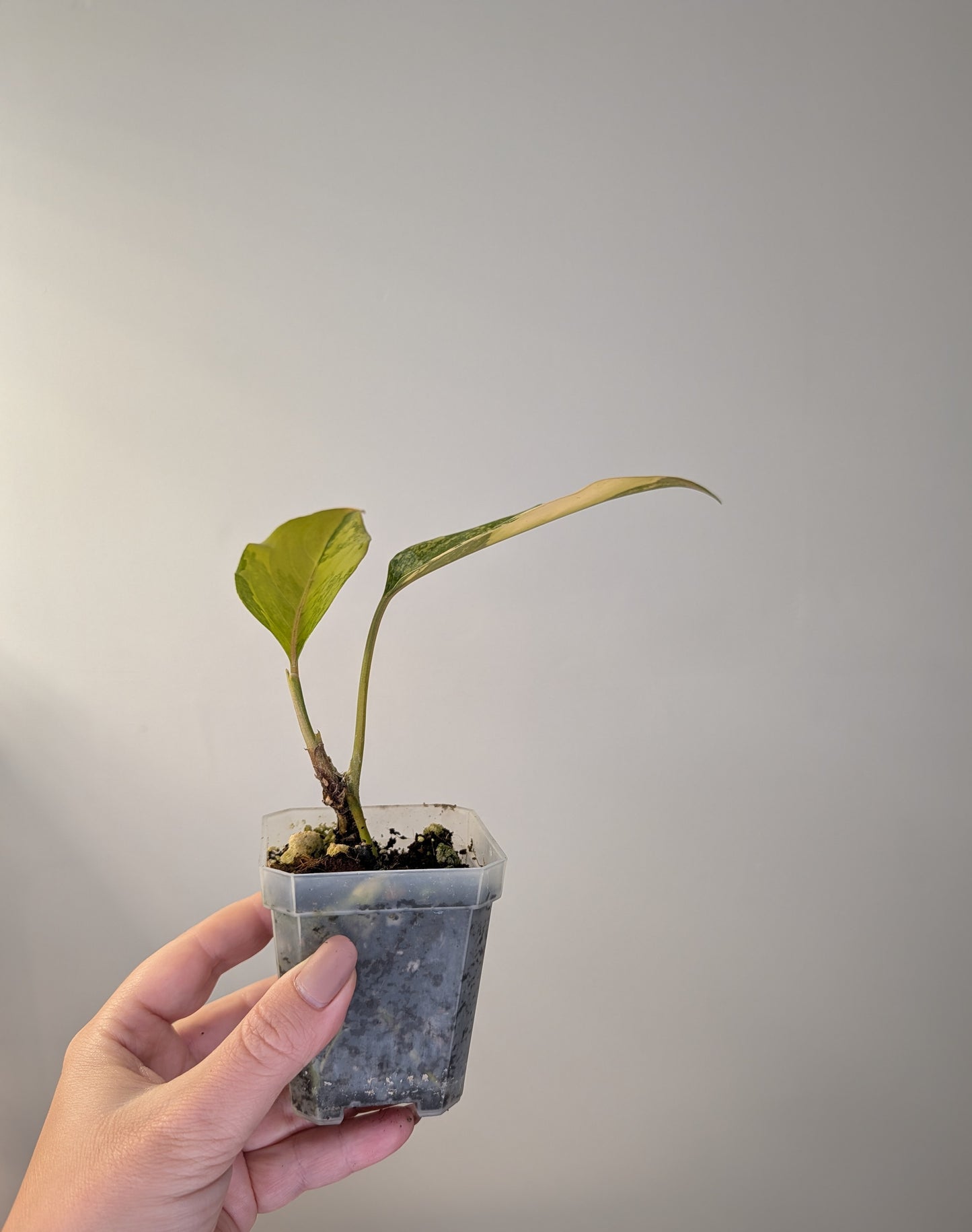 Aglaonema Yellow variegated