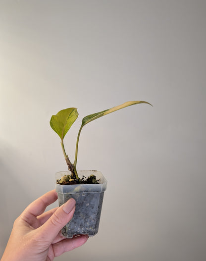 Aglaonema Yellow variegated