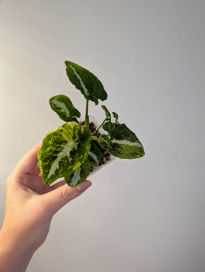 Syngonium scrambled eggs 🍳 nice color ✨