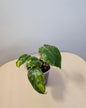 Philodendron burle Marx variegated