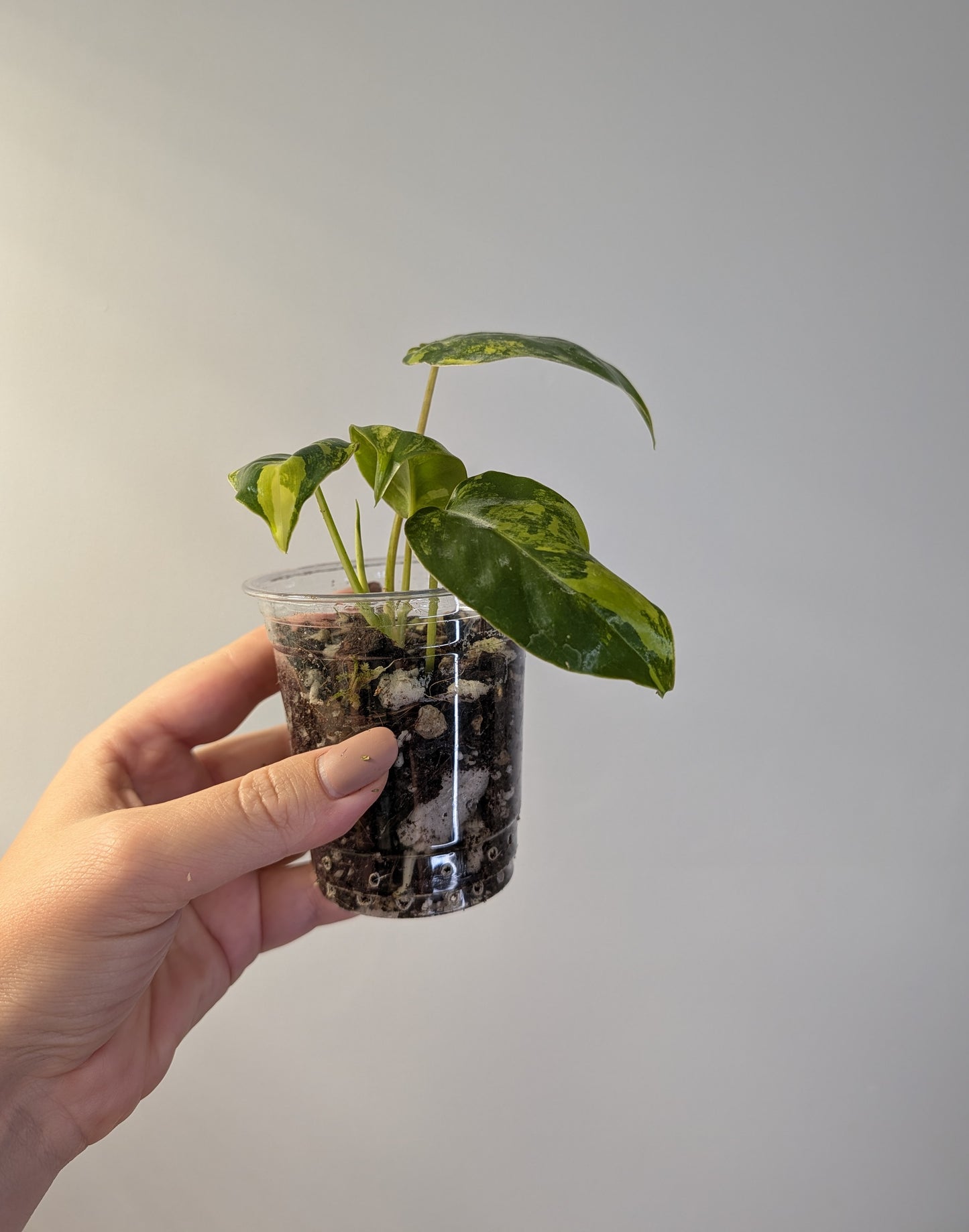 Philodendron burle Marx variegated