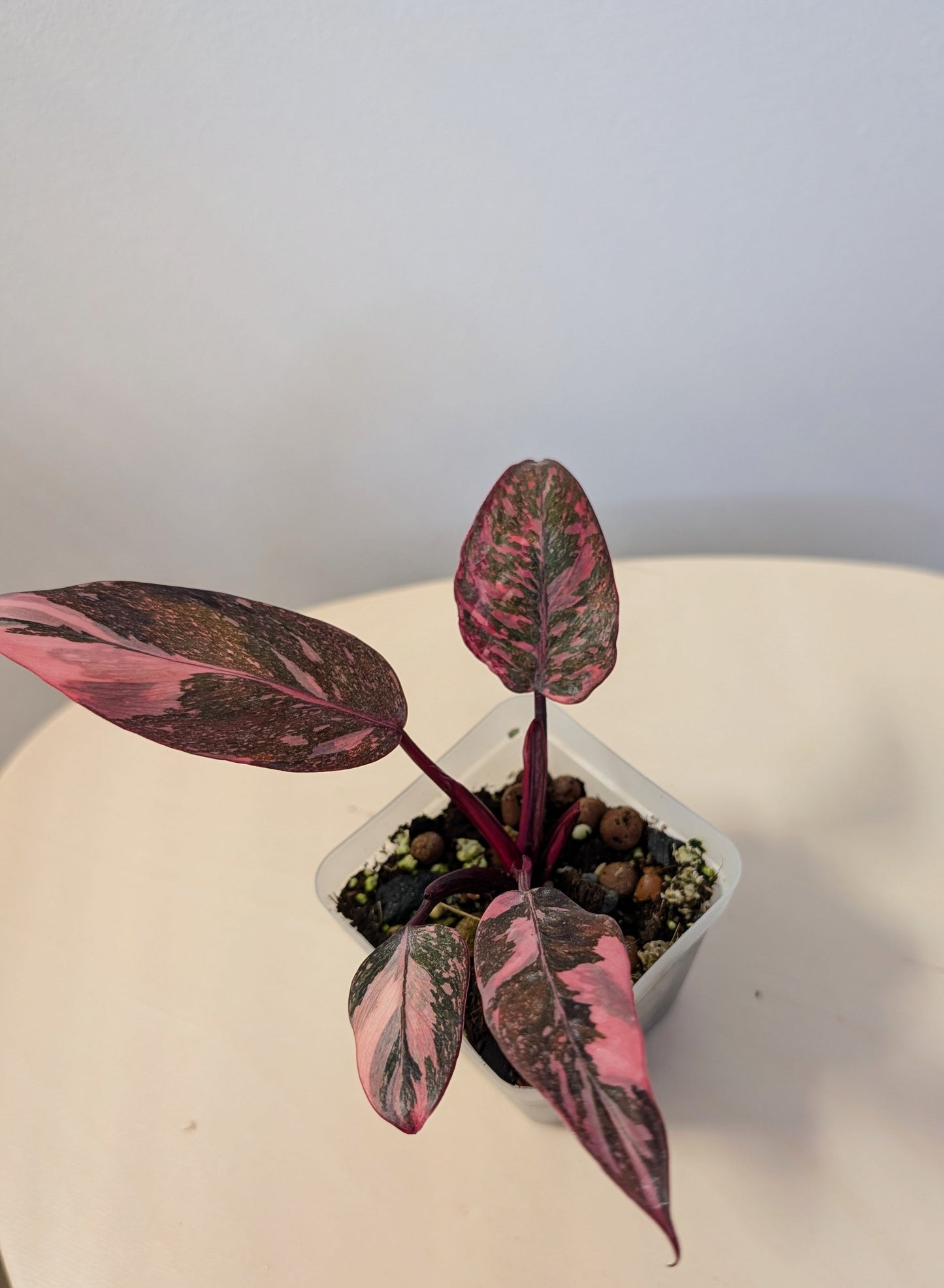 Philodendron pink princess galaxy variegated / very bright variegation 🩷