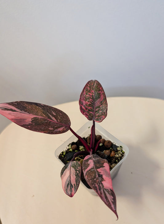 Philodendron pink princess galaxy variegated / very bright variegation 🩷