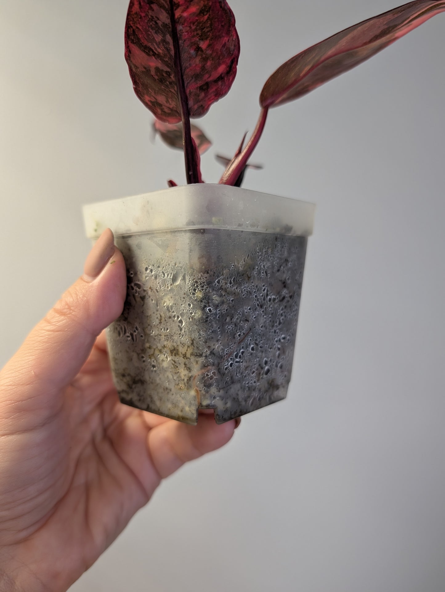 Philodendron pink princess galaxy variegated / very bright variegation 🩷