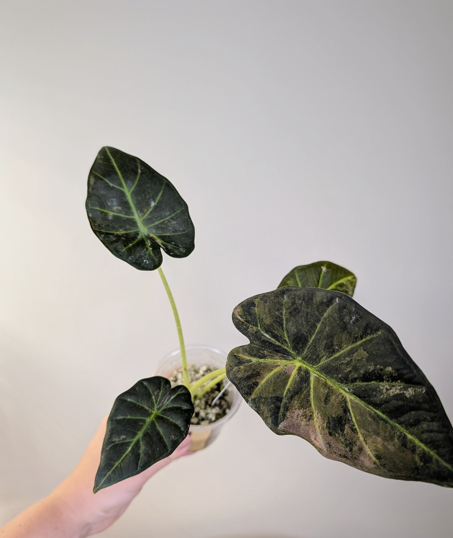 Alocasia regal shields aurea variegated / homegrown