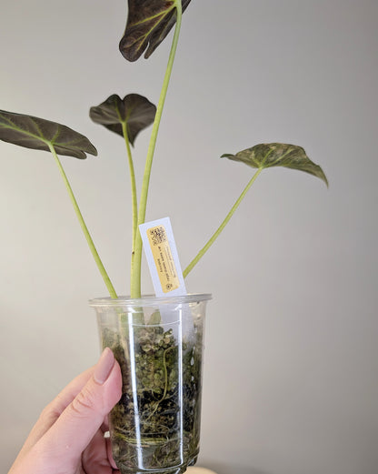 Alocasia regal shields aurea variegated / homegrown