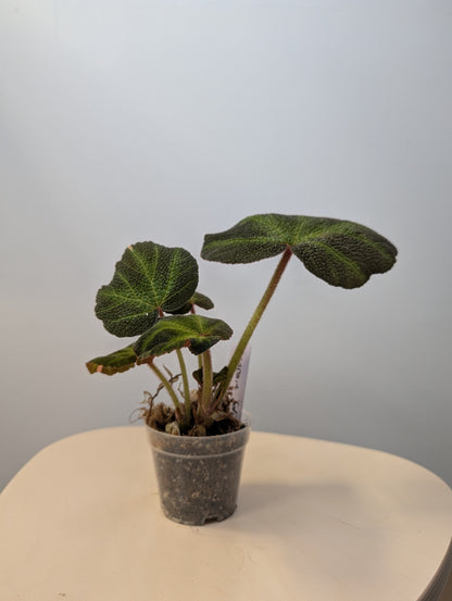 Begonia Soli Mutata variegated