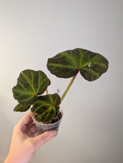 Begonia Soli Mutata variegated