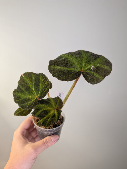 Begonia Soli Mutata variegated