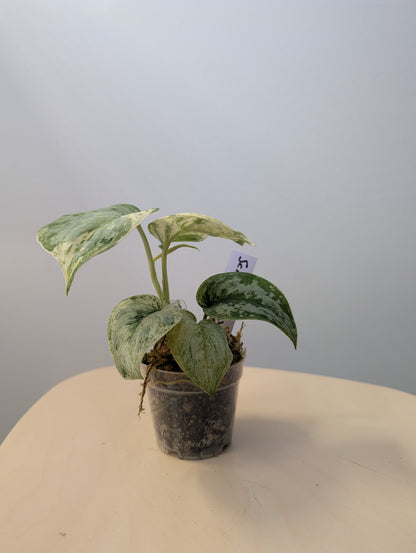 Scindapsus peasun variegated