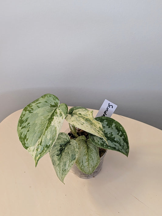 Scindapsus peasun variegated