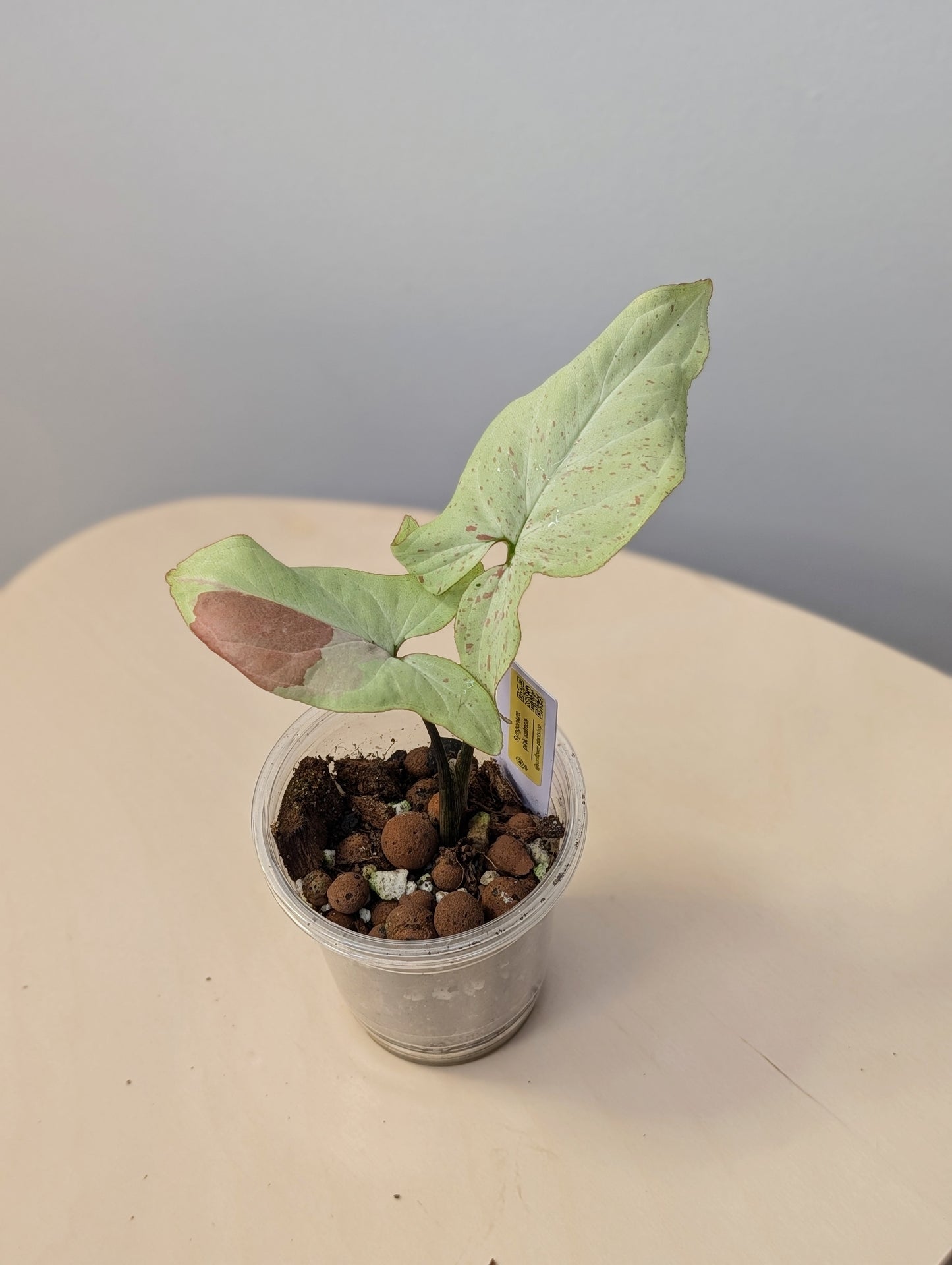 Syngonium pink salmon