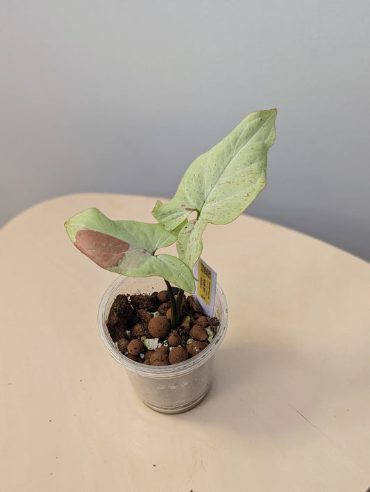 Syngonium pink salmon