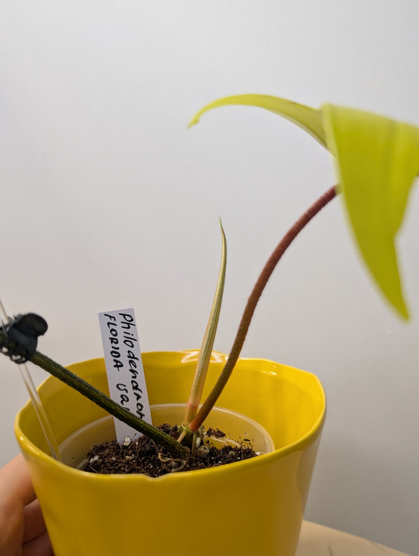 Philodendron Florida Beauty variegated