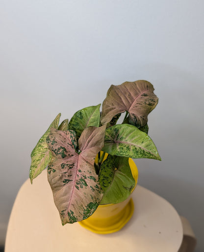 Syngonium pink freckles Pink Freckles