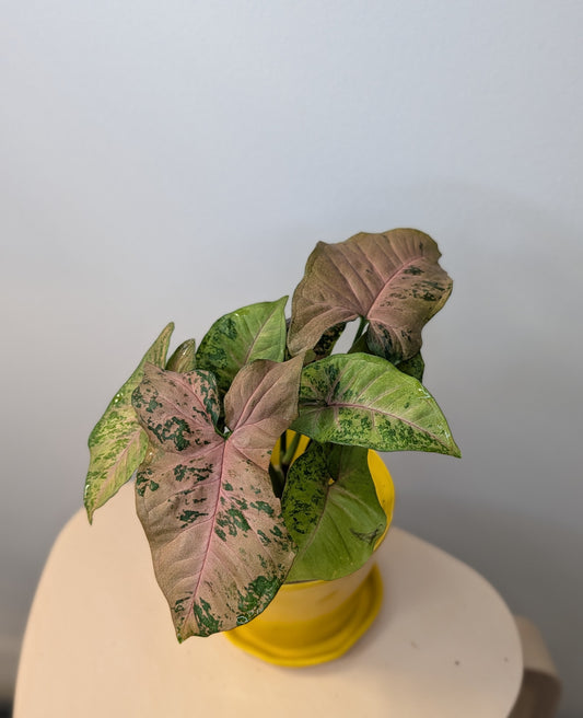 Syngonium pink freckles Pink Freckles
